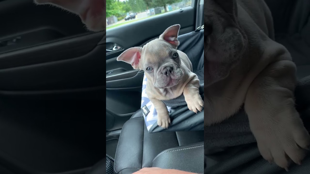 French Bulldog puppy doesn't want to stay in his new car seat!