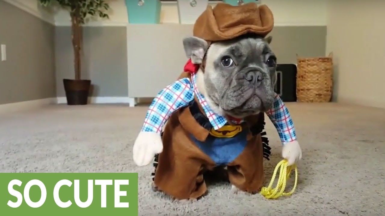 French Bulldog puppy dresses up like a cowboy