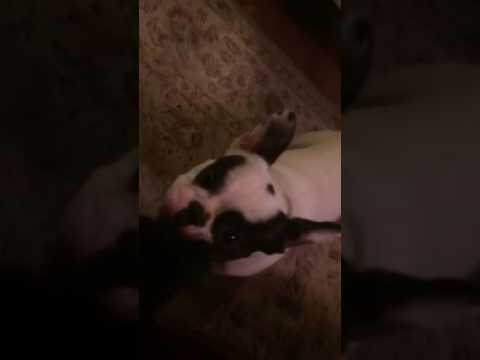 French Bulldog puppy hates socks!