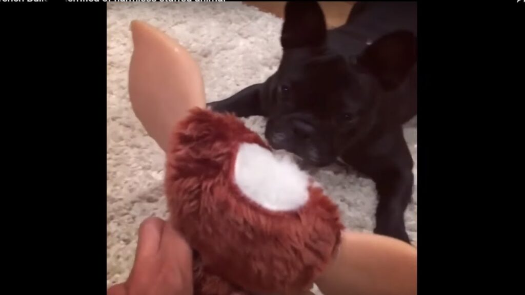 French Bulldog terrified of harmless stuffed animal