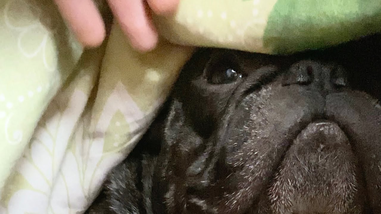 French bulldog crawled under the blanket