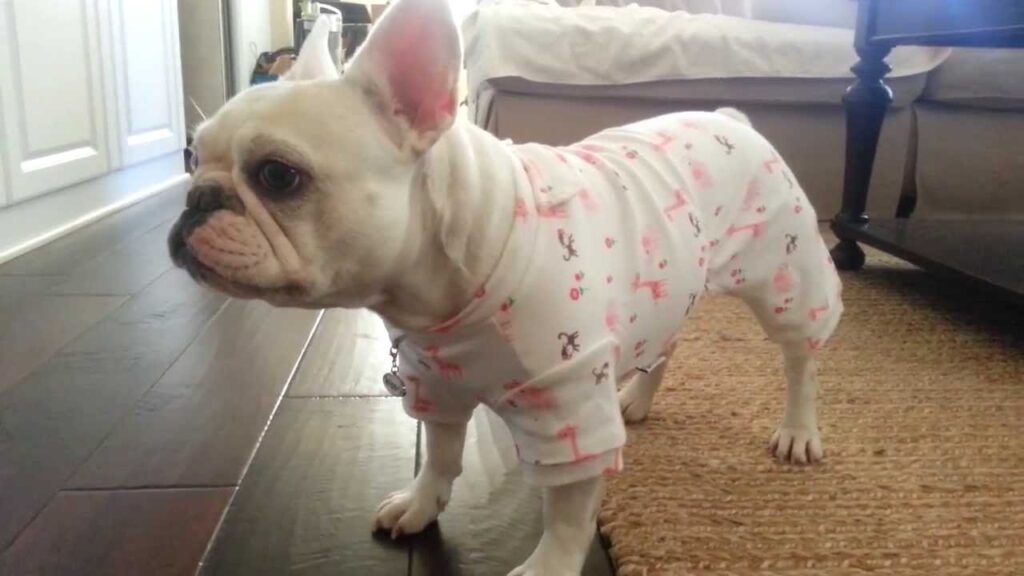 French bulldog in Pajamas