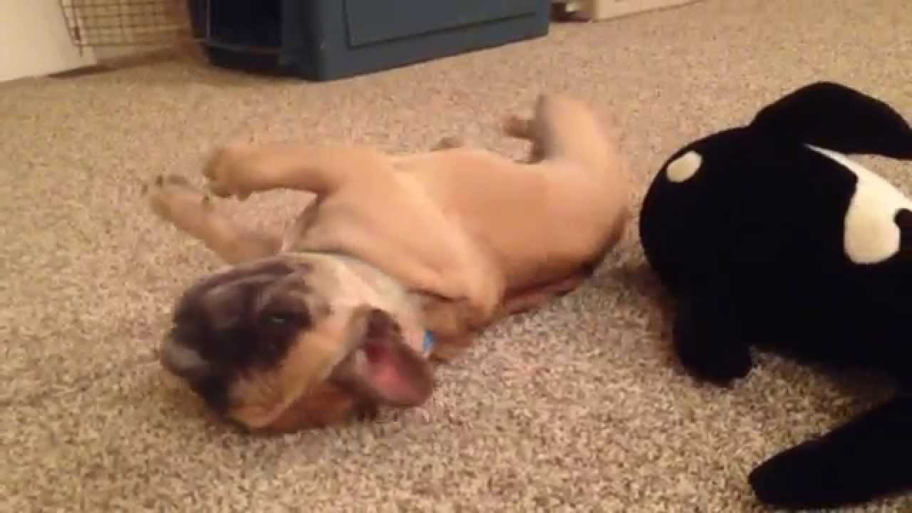 French bulldog plays with stuffed animal