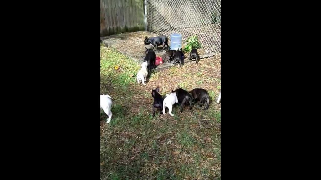 French bulldog puppies playing w/ pre holiday gifts