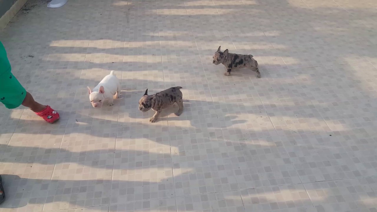 French bulldogs merle carrier blue , available whatsapp +573012181964