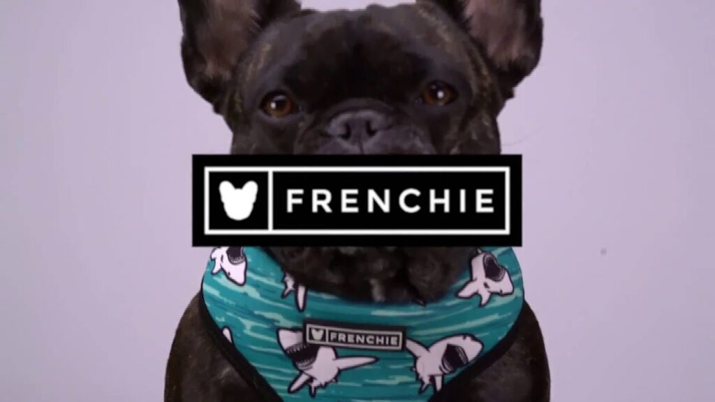 Frenchie Bulldog-How to Reversible Harness Instructional Video