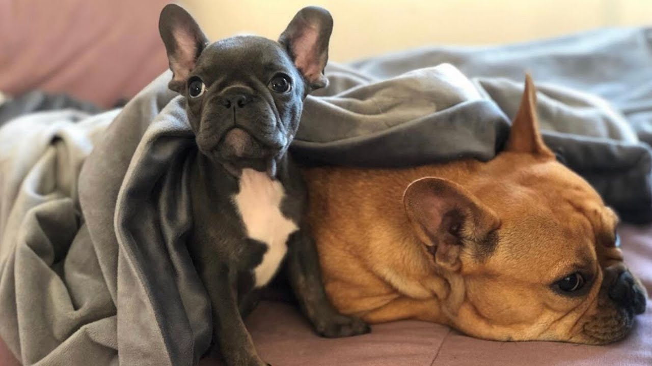 Frenchie Gets A New Frenchie
