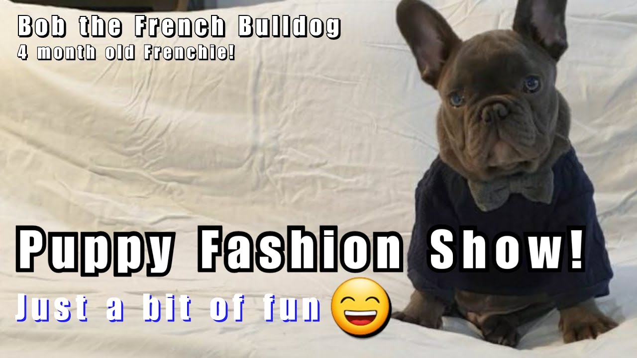 Frenchie Puppy Clothes
