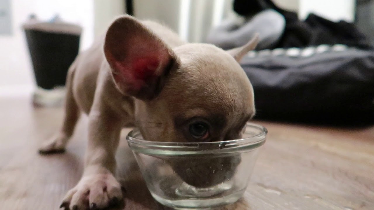 Frenchies First Day Home | Blue Fawn French Bulldog Puppy