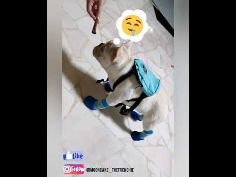 Funny French Bulldog Puppy Moments With Socks On 😂