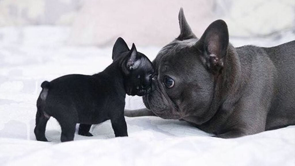 Funny and Cute French Bulldog Puppies Compilation #5 – Cutest French Bulldog