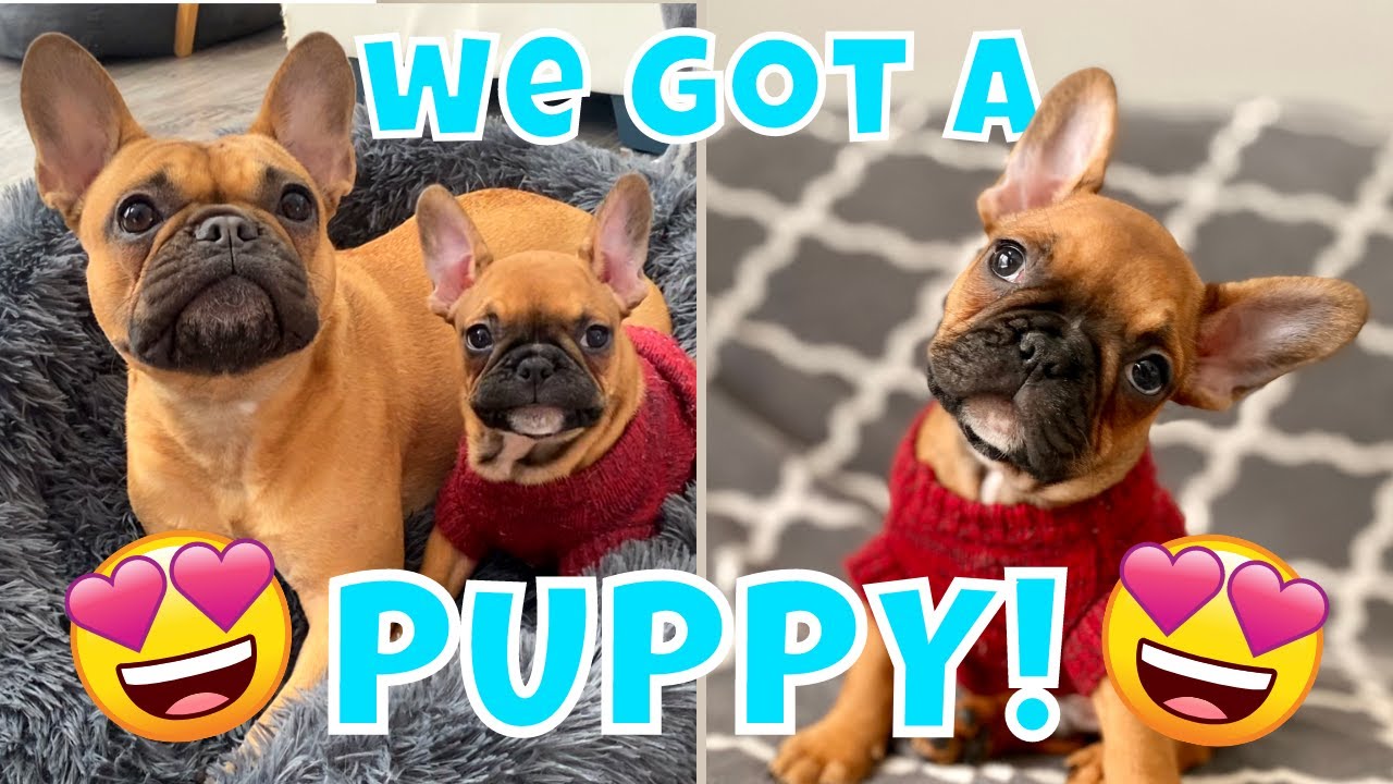 Getting a FRENCHIE PUPPY for our French Bulldog! + Puppy’s First Week Home