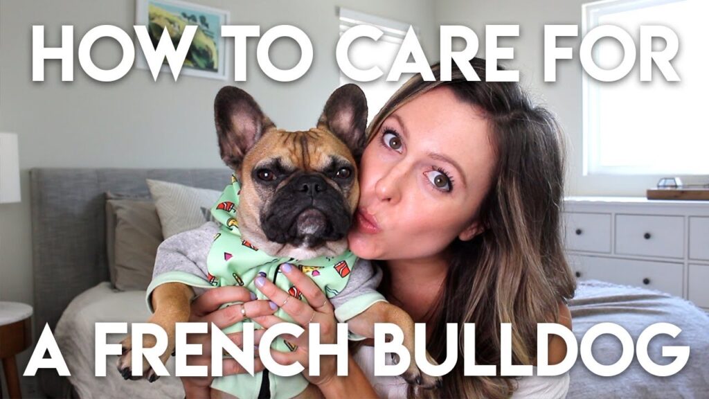 HOW TO TAKE CARE OF A FRENCHIE