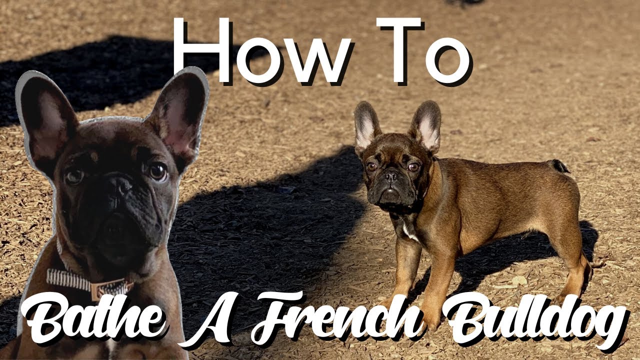 How To Bathe A French Bulldog Puppy + BATHING PRODUCTS