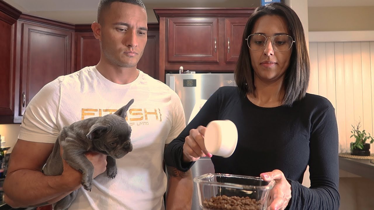 How To Feed Your Frenchie Puppy (french bulldog) | w/KOCILLA