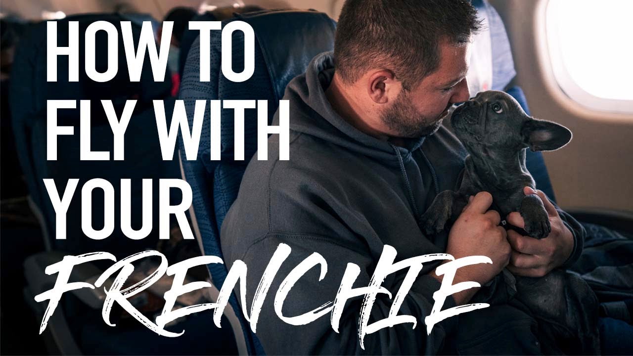 How To Fly With A Dog | French Bulldog | Delivering A Frenchie To Her New Owners