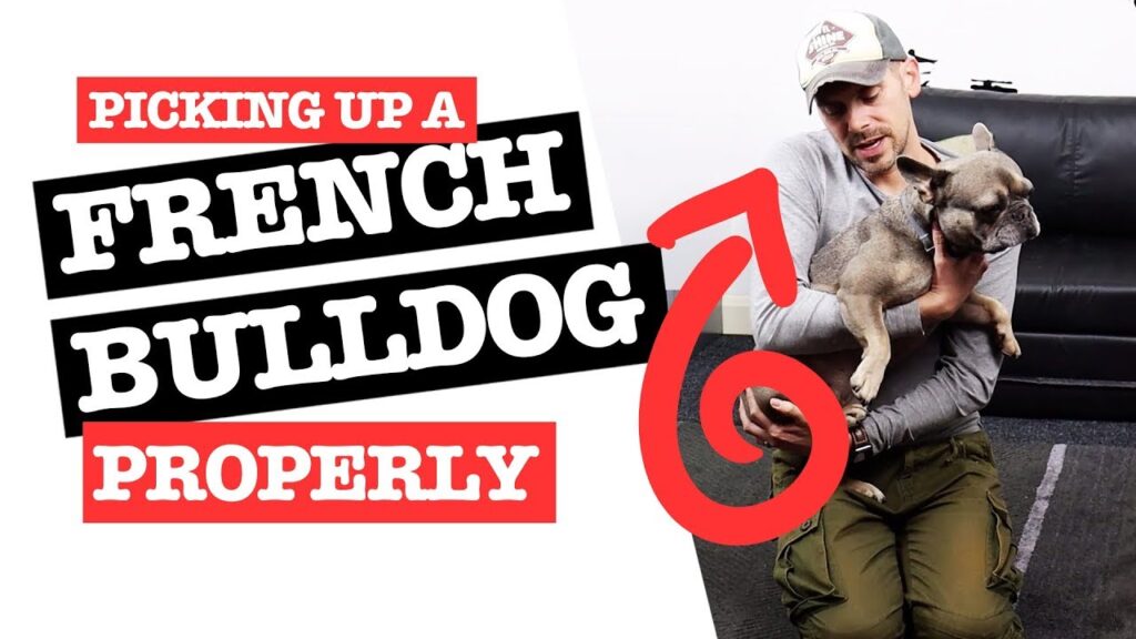 How to Pick Up a French Bulldog Properly & Safely