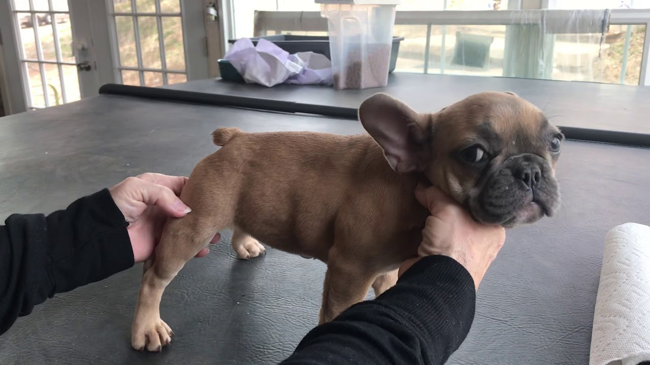 Lilac, French Bulldog, Puppy (for sale)