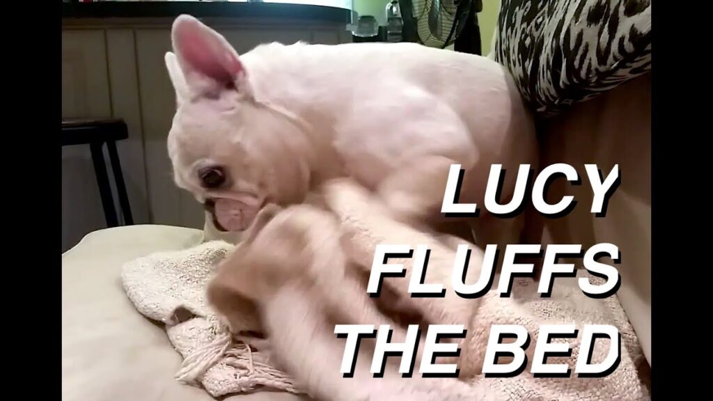 Lucy the French Bulldog – Fluffs her Blanket for Bedtime