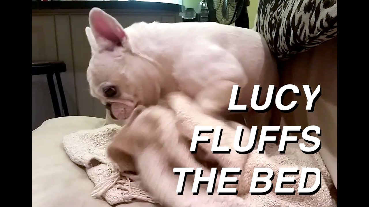 Lucy the French Bulldog - Fluffs her Blanket for Bedtime