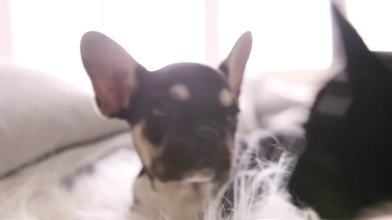 PBteen GIF of the Day - French Bulldog Pillow