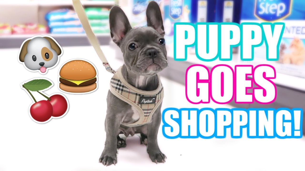 PUPPY'S 1ST TIME SHOPPING! BUYING TREATS, TOYS & FOOD!