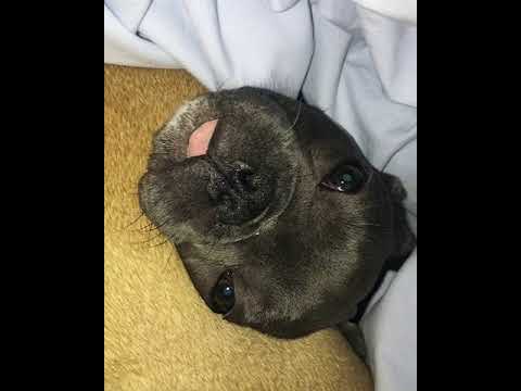 Persons lifts up blanket and shows French Bulldog puppy.