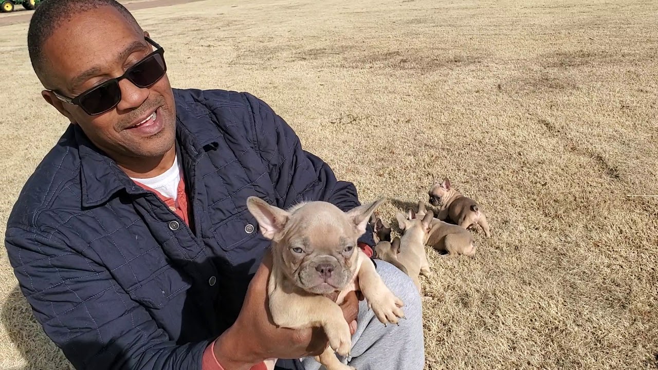 Quad carrier French bulldog puppies (Lilac)
