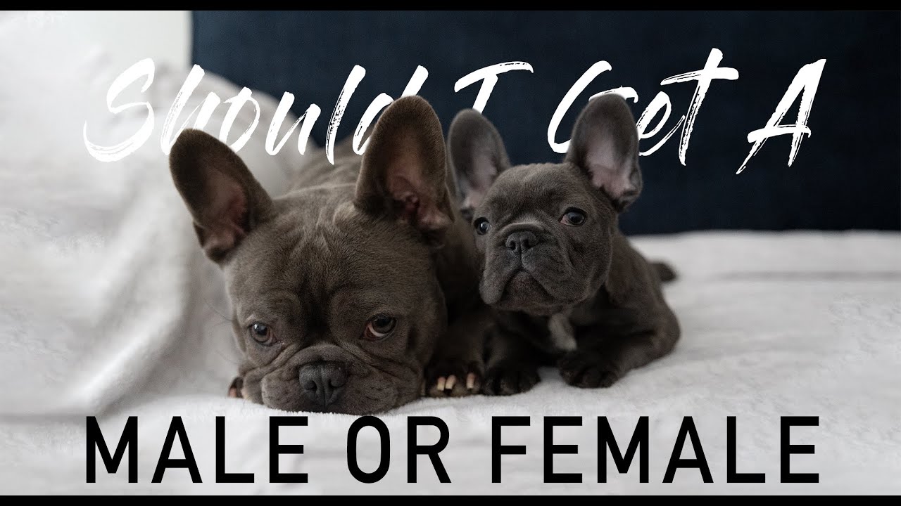 Should I get a MALE or FEMALE PUPPY French Bulldog Gender Differences