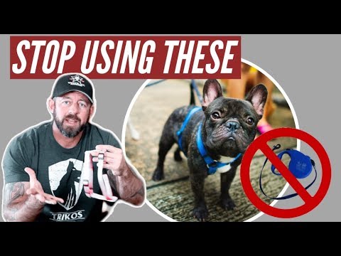 Stop using retractable leashes and harnesses on your dog!