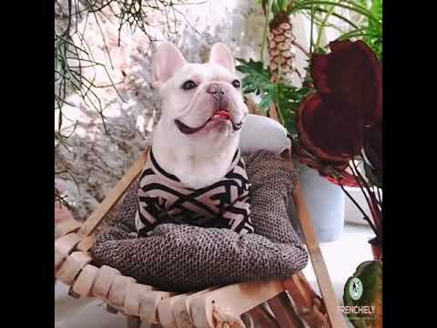 Stylish Zebra French Bulldog Sweaters by Frenchiely
