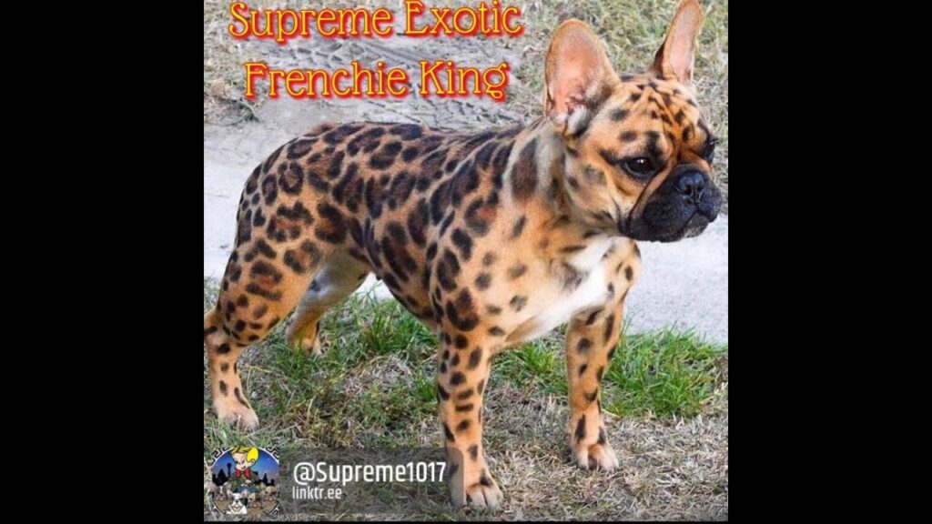 Texas French Bulldog Puppies