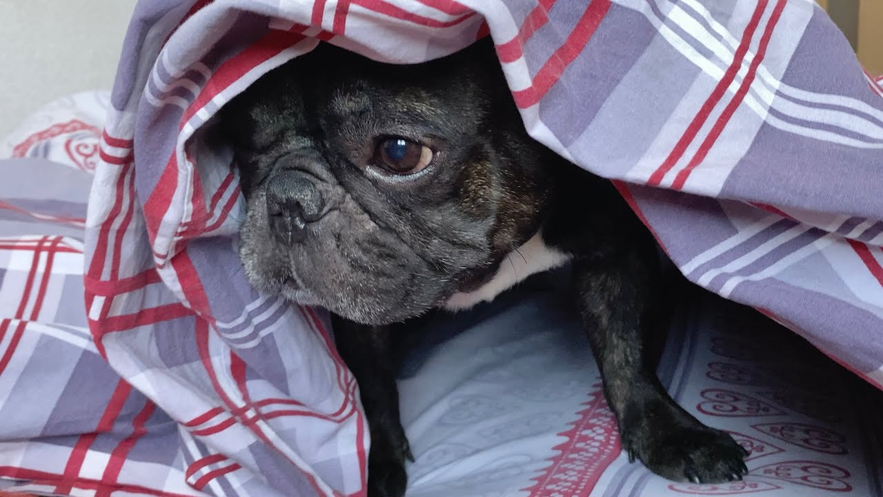 This French Bulldog likes to sleep under a blanket