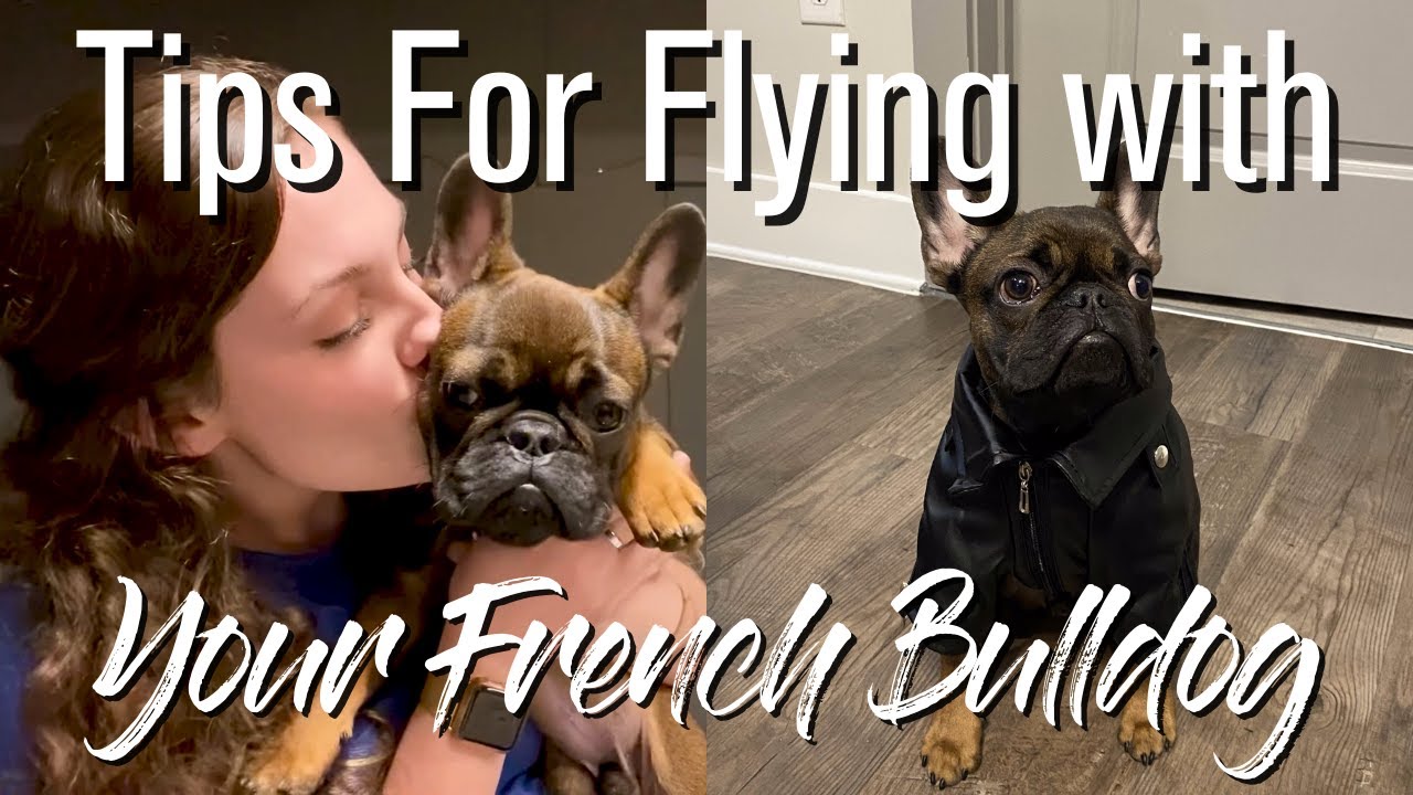 Tips For Flying With Your French Bulldog + What To Bring