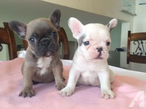 Top 10 Best Cute French BullDog Puppies Videos Compilation 2016