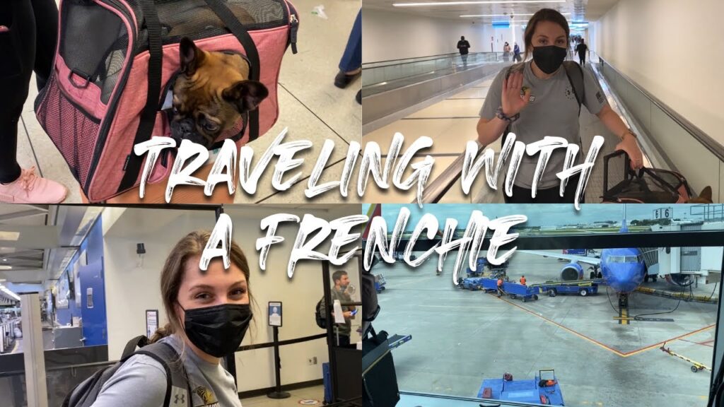 Traveling Across The Country with a French Bulldog | TRAVEL VLOG