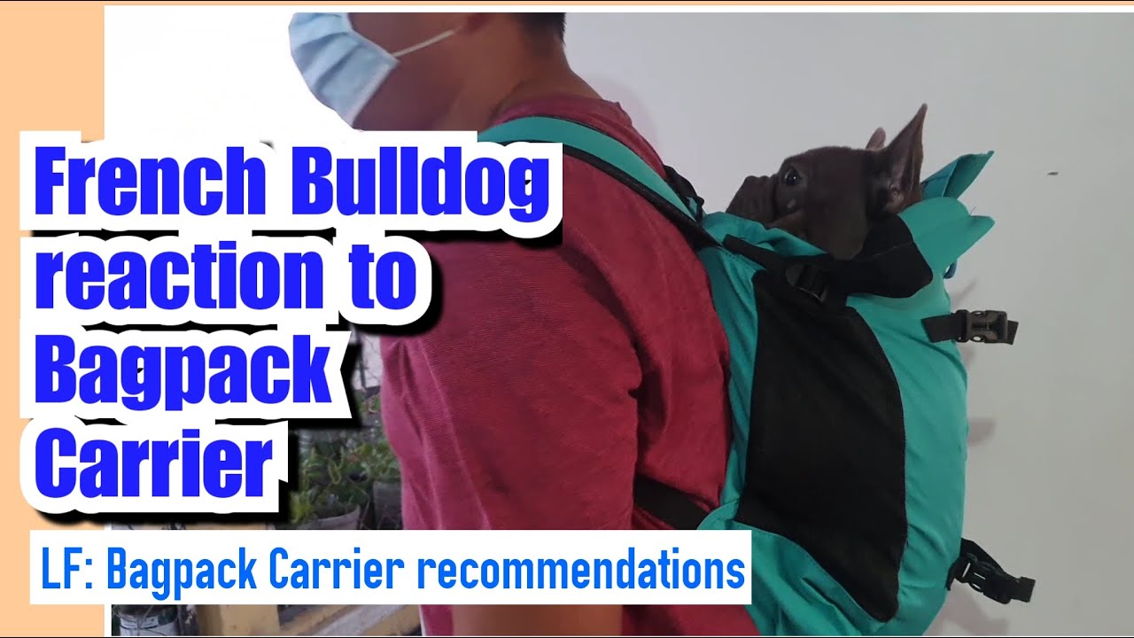 Vulkan tries the Bagpack Dog Carrier | French Bulldog Philippines