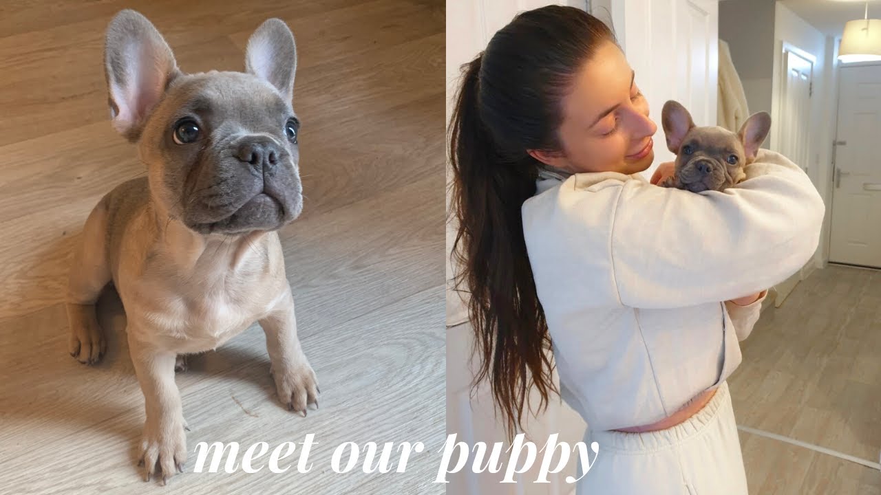 WE GOT A PUPPY! BRINGING HOME OUR 10 WEEK OLD FRENCHIE PUPPY | Blue Fawn French Bulldog