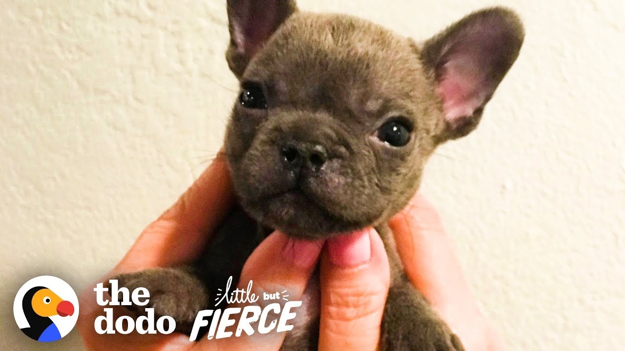 Watch This Sassy Cleft Palate Puppy Argue With His Mom | The Dodo Little But Fierce