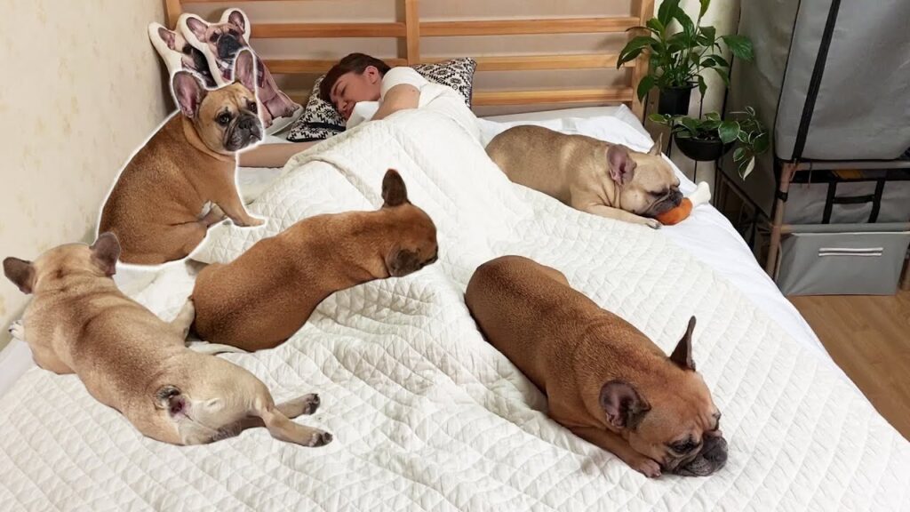 What It's Like Sharing A Bed With 2 French Bulldogs
