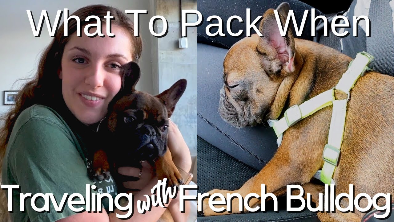 What To Pack When Traveling with a French Bulldog Puppy