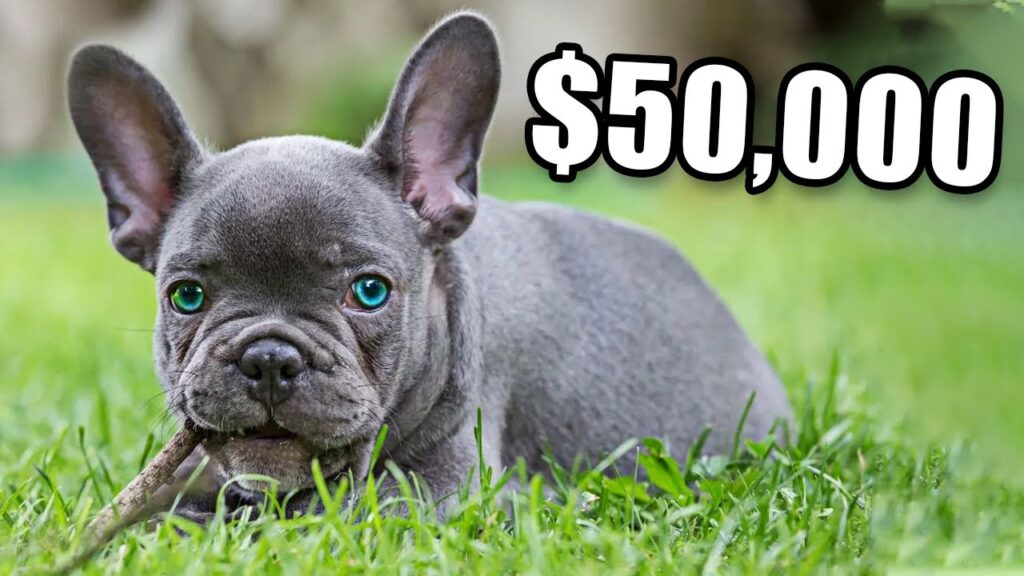 Why Are French Bulldogs Are So Expensive?