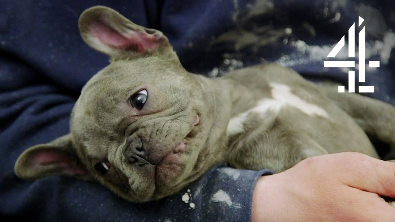 Will French Bulldog Puppy Be Able to Walk Again Following Attack? | The Supervet Christmas Special