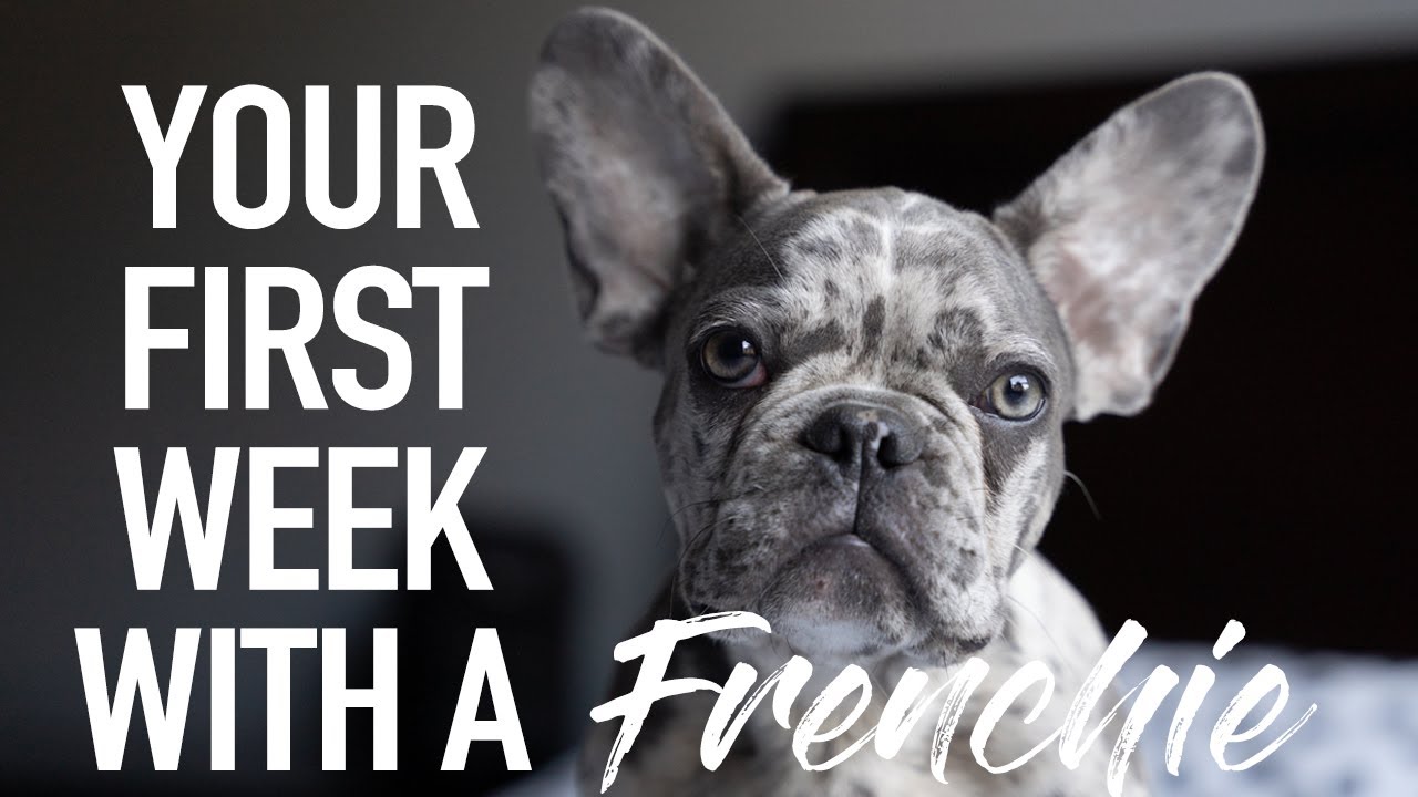 Your First Week With A Frenchie | French Bulldog | Introducing DONUT