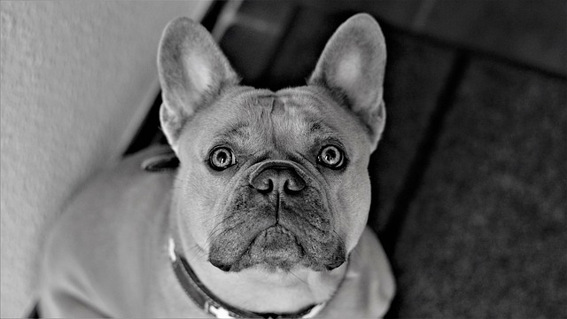 Understanding Separation Anxiety In Dogs: Part 1 - LovingFrenchBulldogs.com