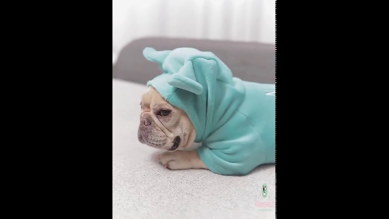 dog puppy winter pajamas pjs with hood