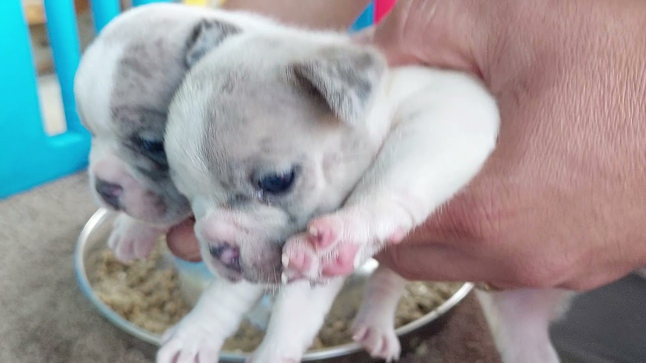 faux french bulldog puppies