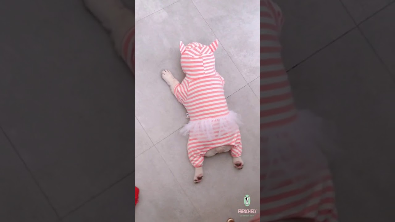 french bulldog pajamas PJs for medium dogs
