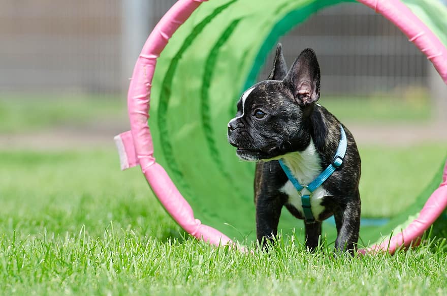 Why Obedience Training For French Bulldog Puppies