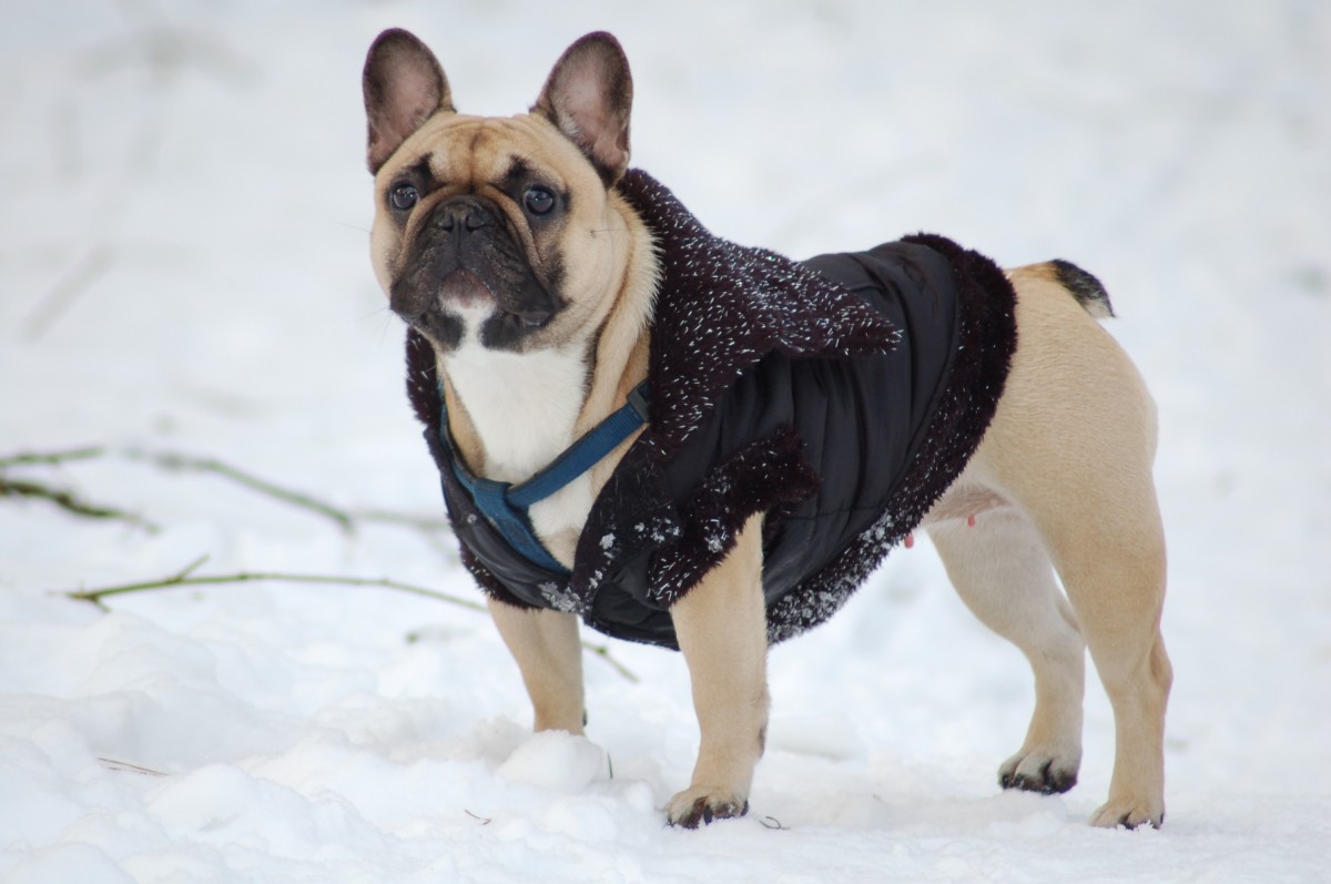 french bulldog with winter vest ready to play in the snow